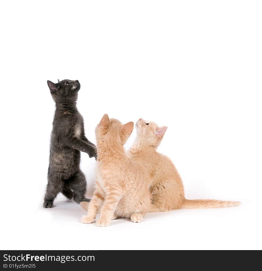 A gray cat and two yellow kittens play on a white background. A gray cat and two yellow kittens play on a white background