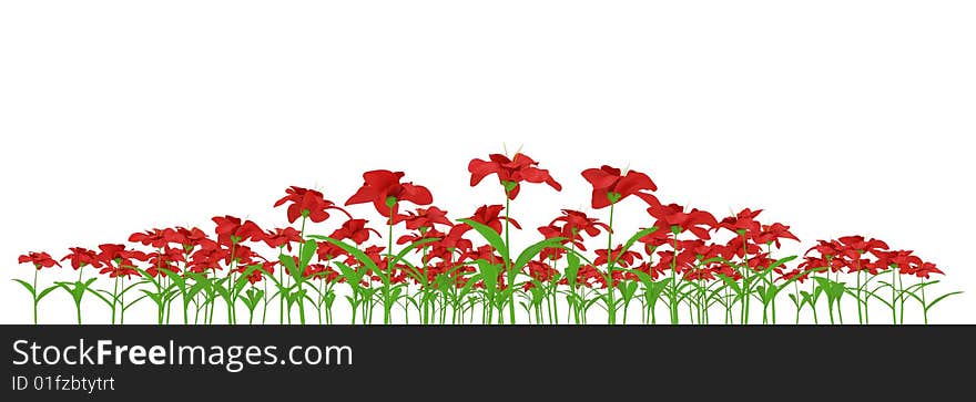 Isolated red flowers on white background. Isolated red flowers on white background