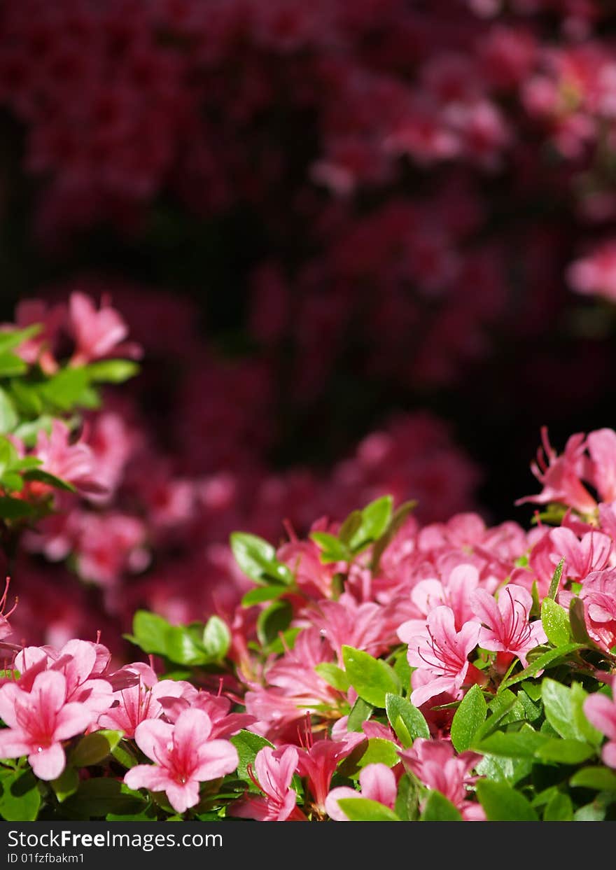 Pink flowers in the sun over a shady background