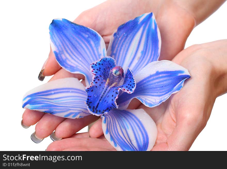 Hands with beautiful blue ogchid. Hands with beautiful blue ogchid