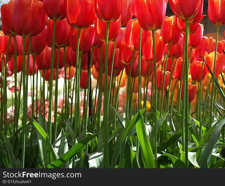 Huge red tulips as seen from the ground