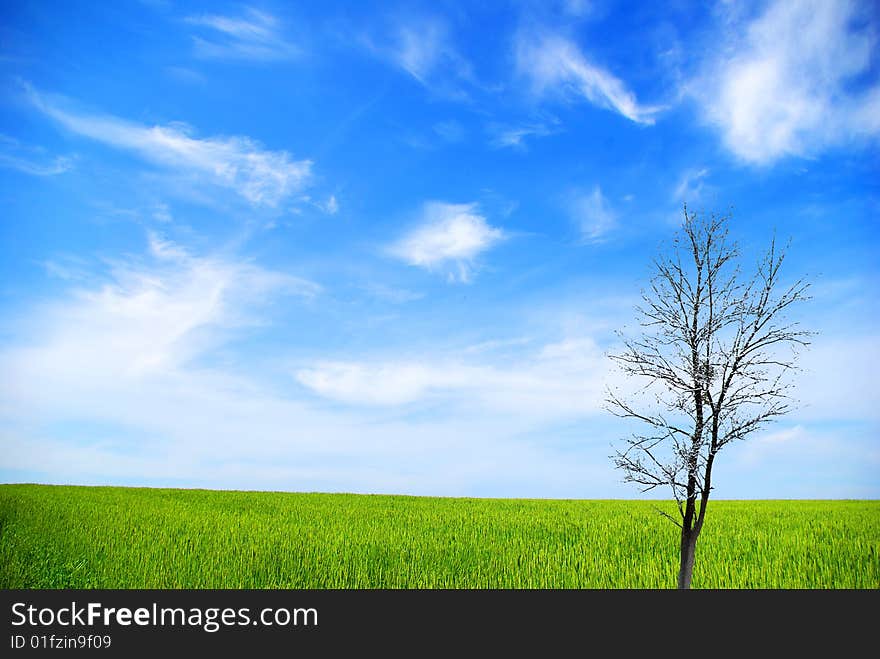 Field on a background of the blue sky. Field on a background of the blue sky