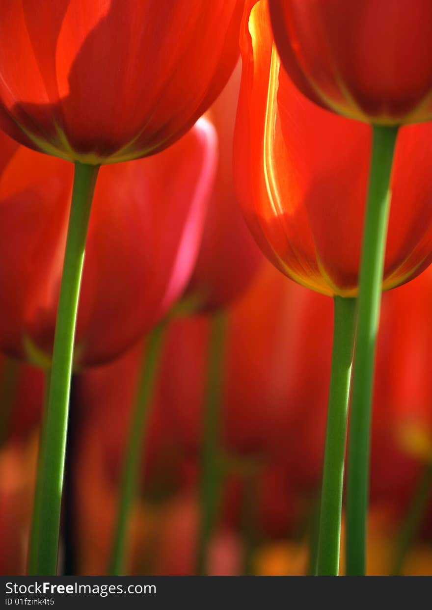 Huge red tulips as seen from the ground