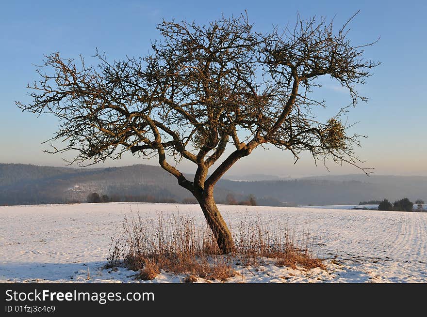 Tree in winter time on a field