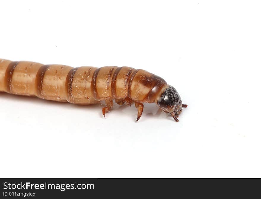 Mealworm macro