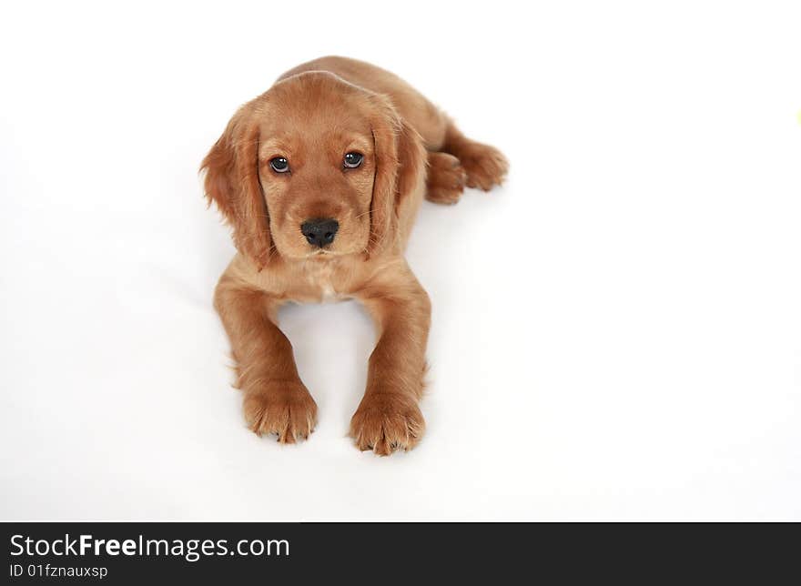 English  cocker spaniel