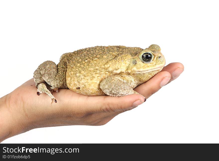 Toad In Hand