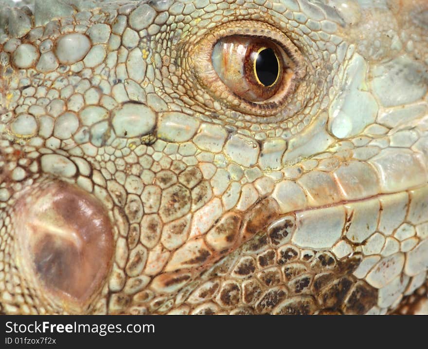 Iguana