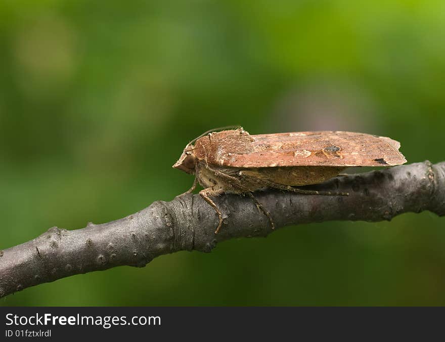 A brown moth on a black branch