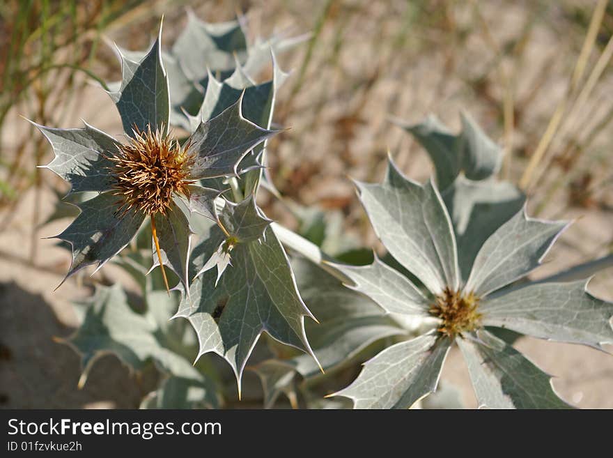 Closeup of a sea holly flower (Eryngium maritimum)