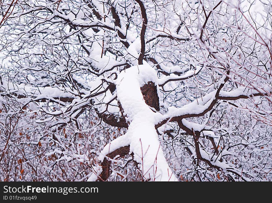 In winter day, trees covered with  snow in park,  landscape. In winter day, trees covered with  snow in park,  landscape