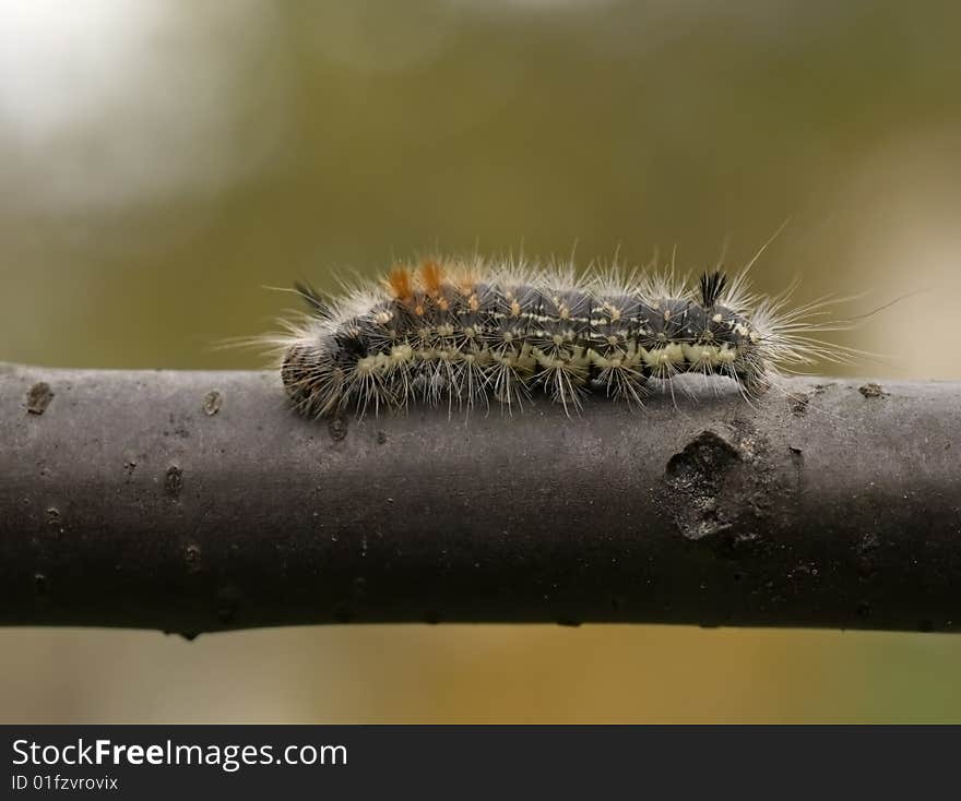 Caterpillar (Colocasia coryli) of a moth