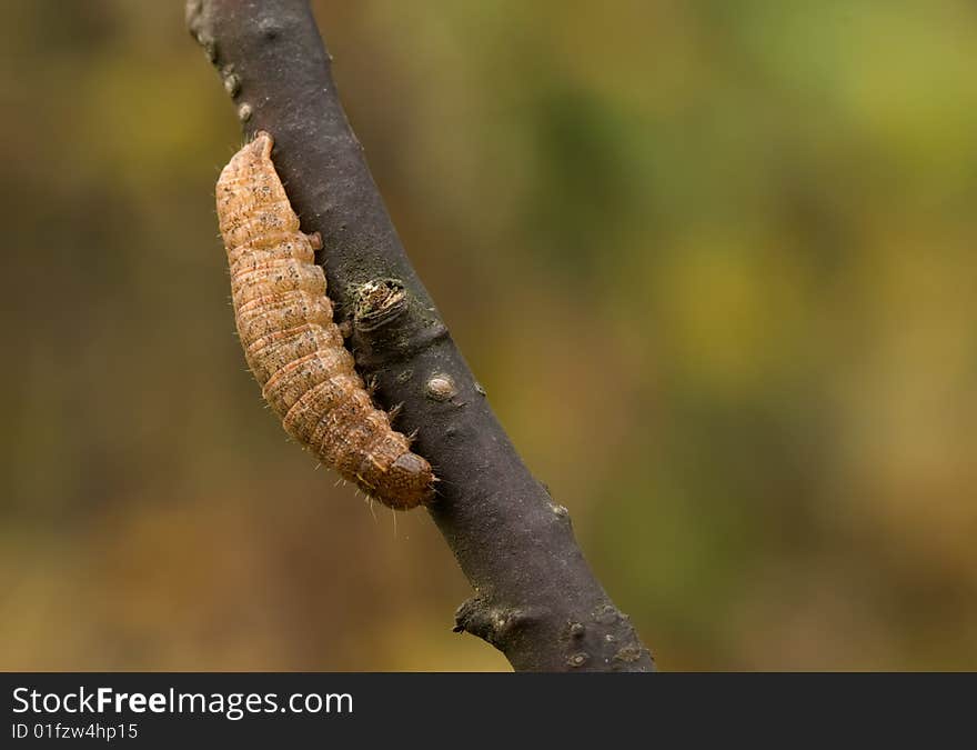 Caterpillar