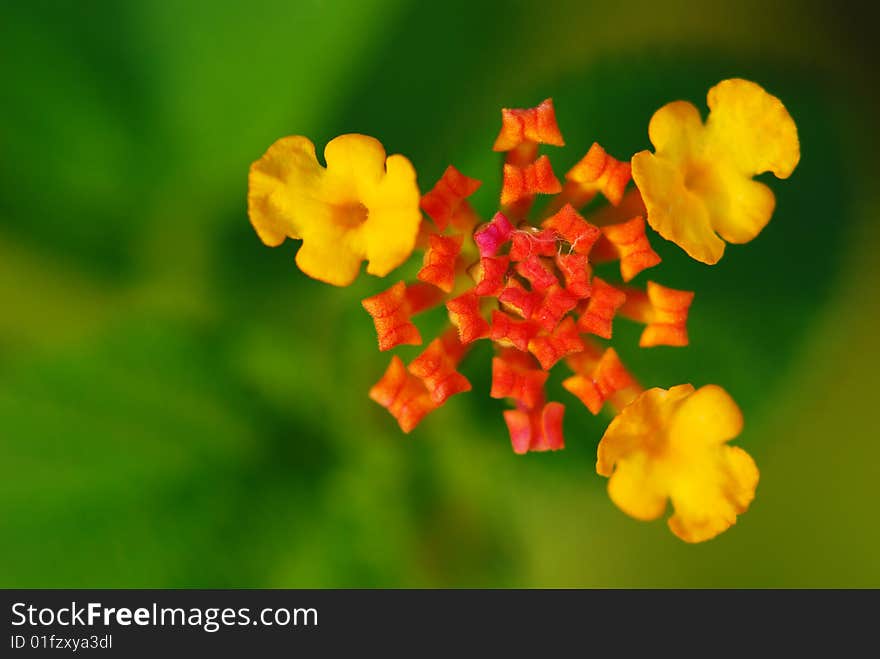 One kind is in bud floret. It is said this plants flowers entire time will have many kinds of colors, most will have 7 kinds, the popular name “7 sisters”.