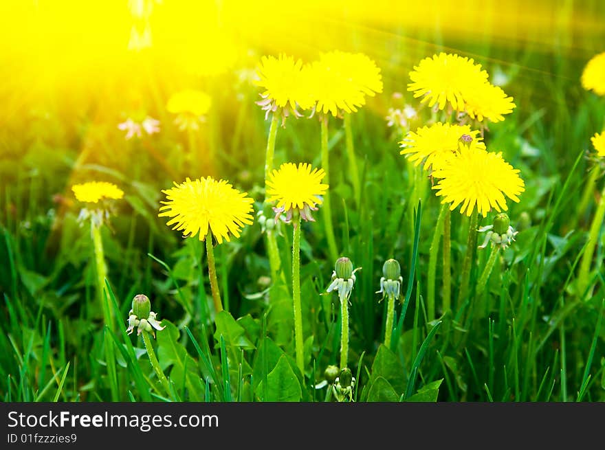 Photo of the meadow with yellow dandelions