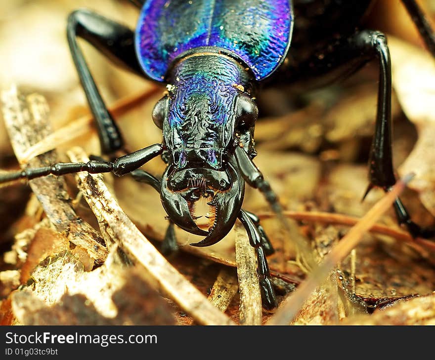 Black bug on the dead leaves. Black bug on the dead leaves