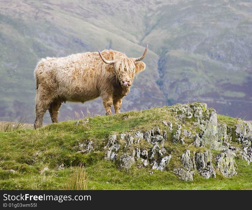 Highland Bull