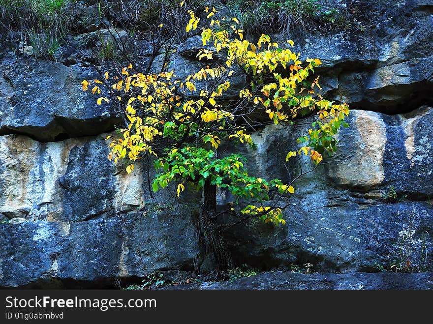 Yellow tree in an autumn wood