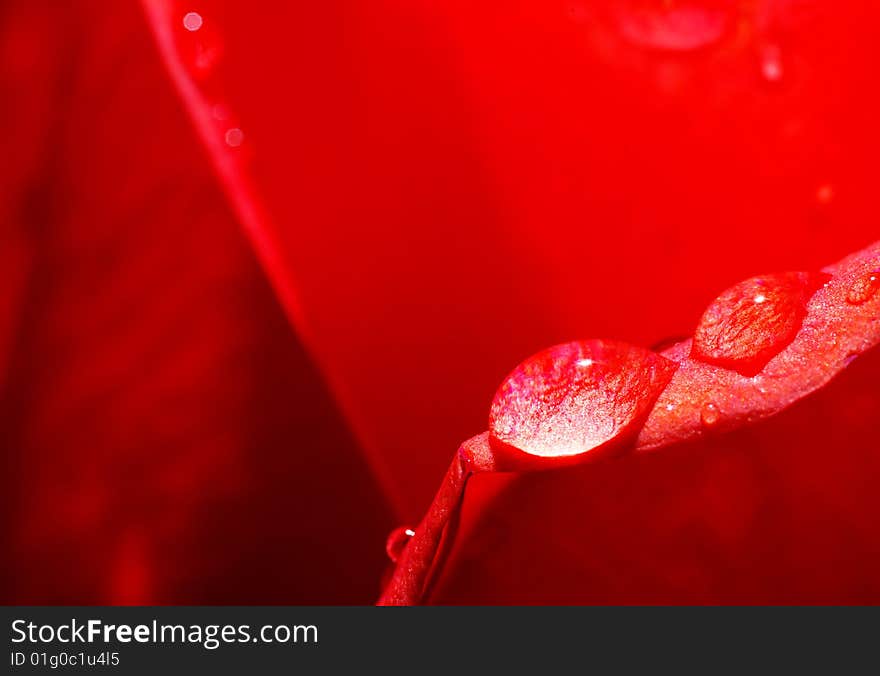 Rose with drops