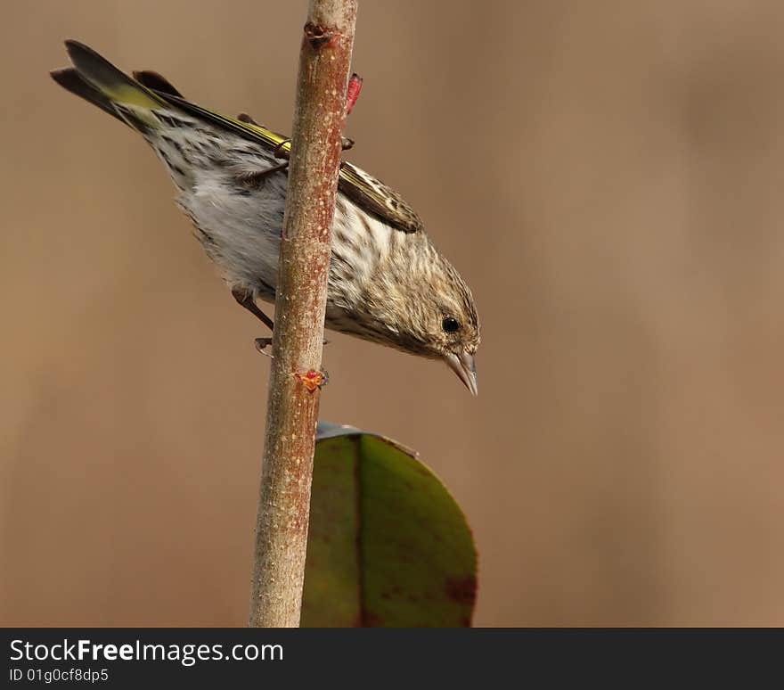 The Pine Siskin can be identified by its yellow patches in the wings and tail. When these are not visible, as on a perched bird, it can look like a sparrow. The Pine Siskin can be identified by its yellow patches in the wings and tail. When these are not visible, as on a perched bird, it can look like a sparrow.