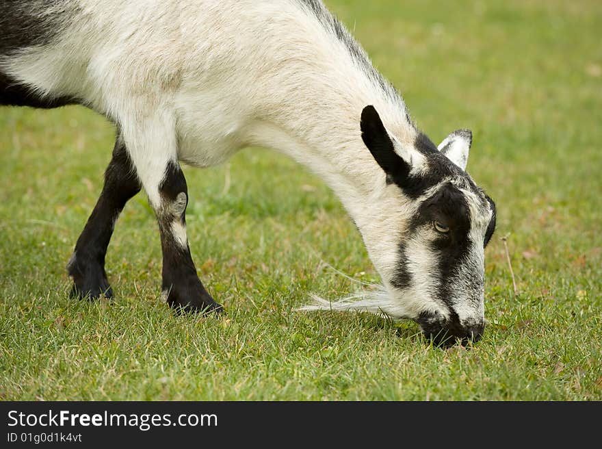 A goat eating grass in my backyard!