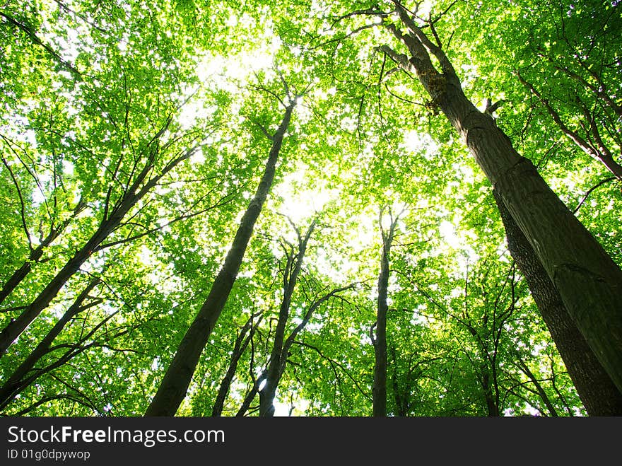 Trees in a  green forest in spring. Trees in a  green forest in spring