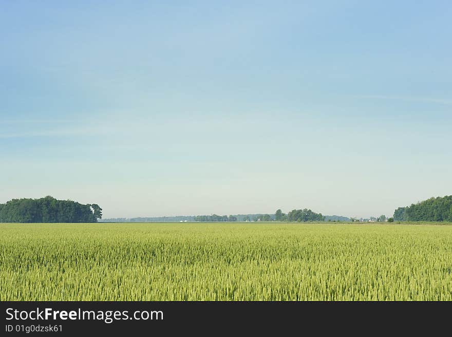 Rural Wheat field in mid summer.