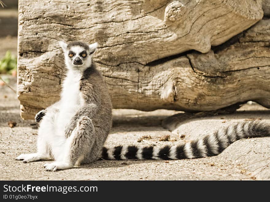 Ring-tailed lemur (Lemur catta) from madagascar with a anger face