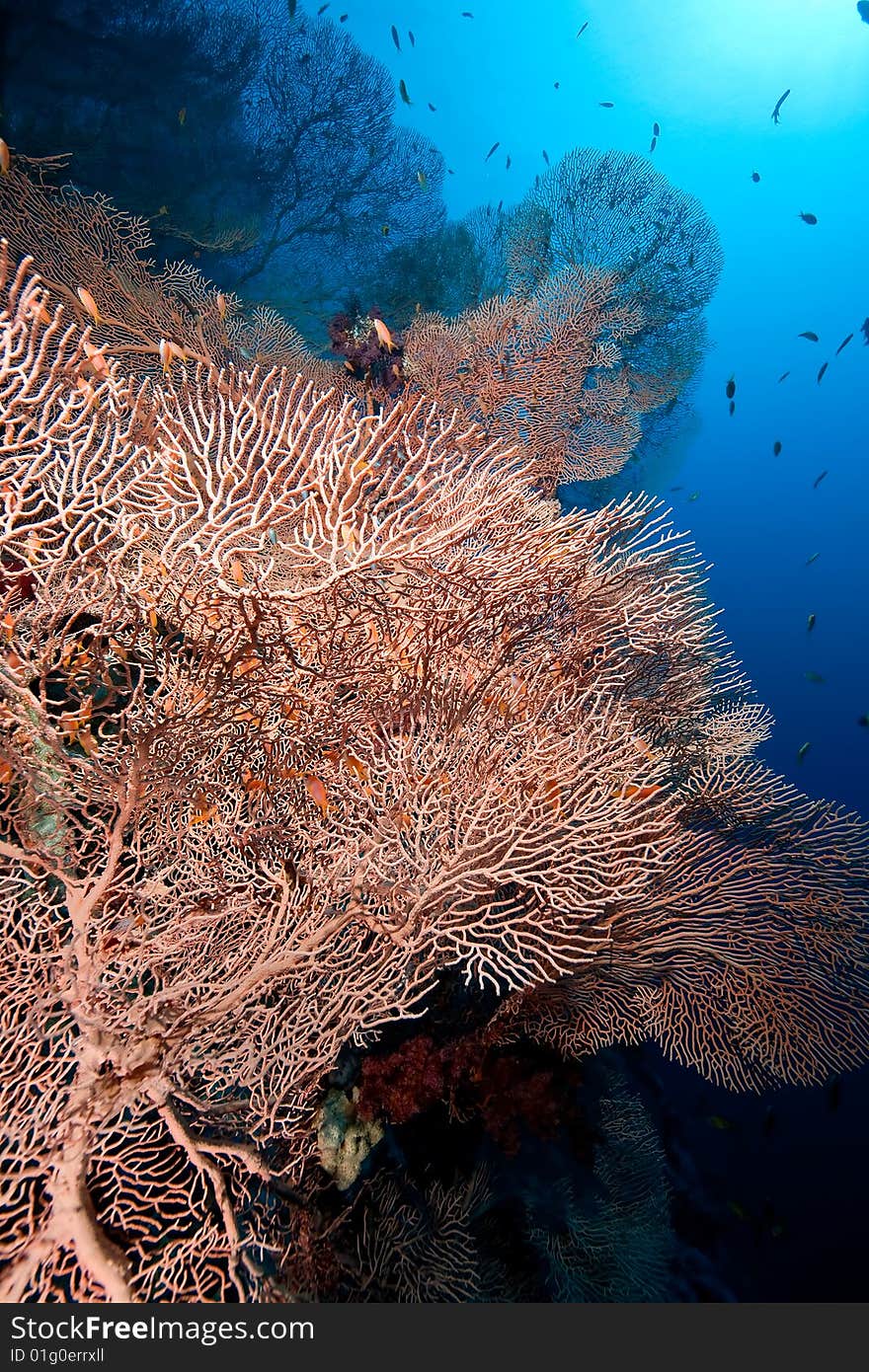 Seafan,coral and ocean taken in the red sea.