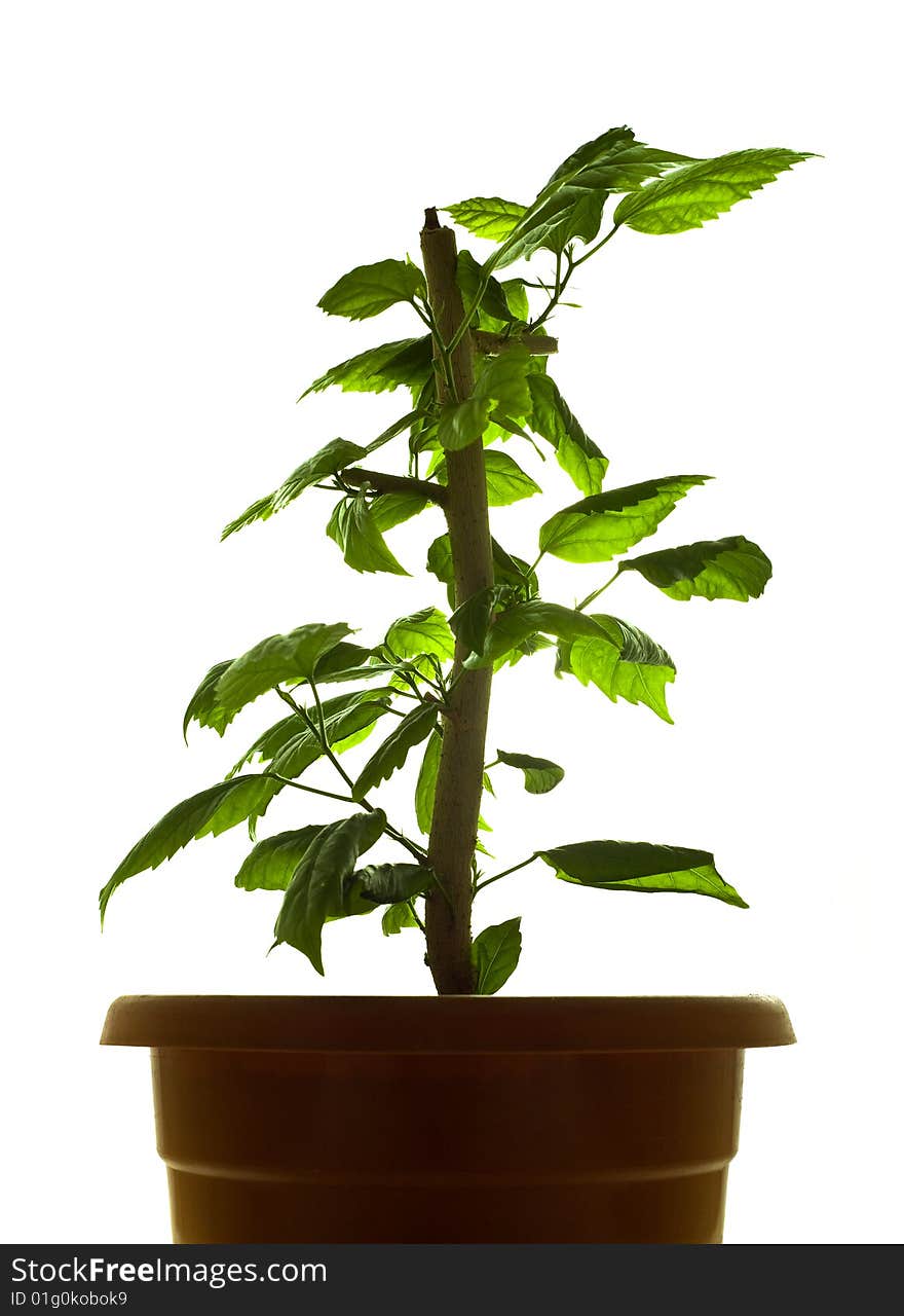 Plant in pot isolated on white