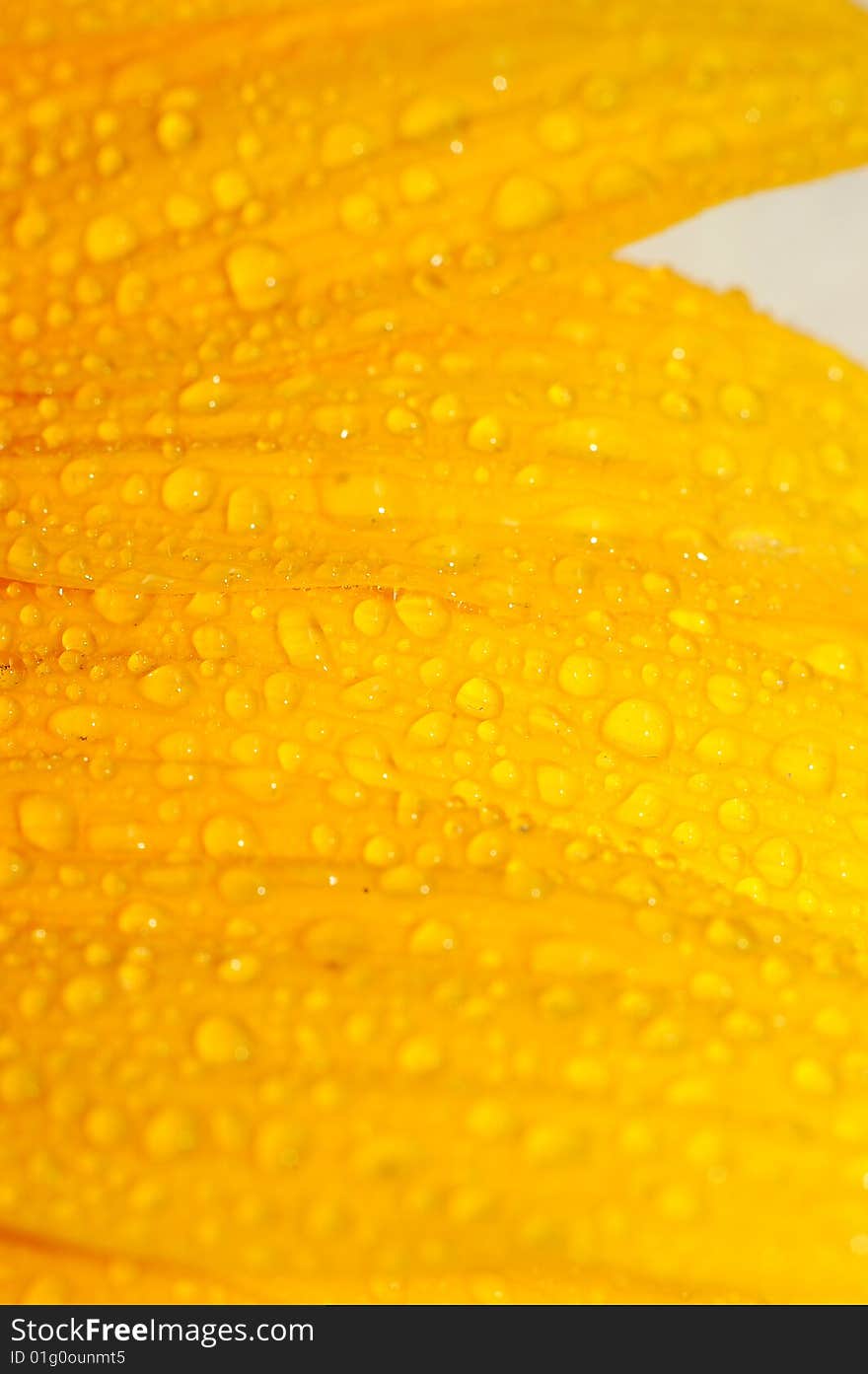 Sunflower petals closeup