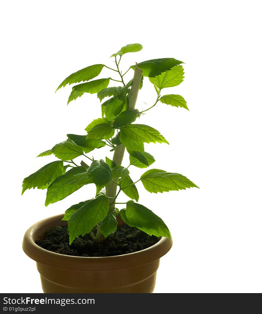 Plant in pot isolated on white