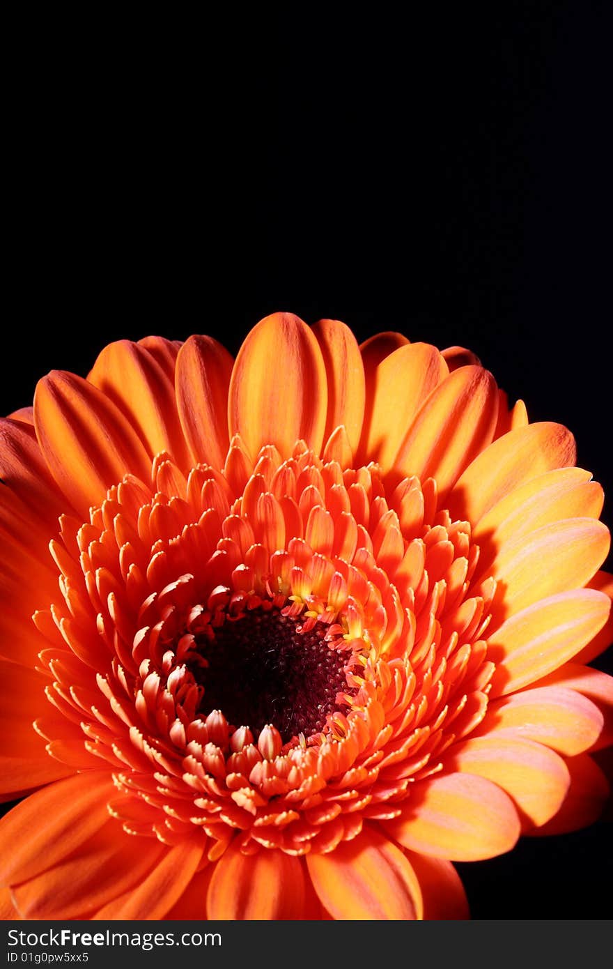 A orange flower on a black background. A orange flower on a black background