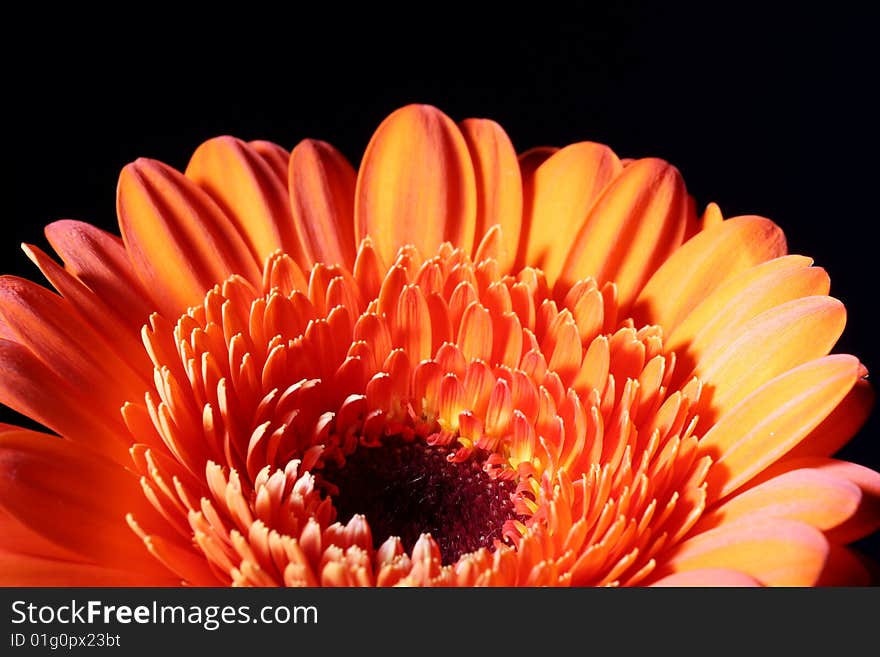 A orange flower on a black background. A orange flower on a black background