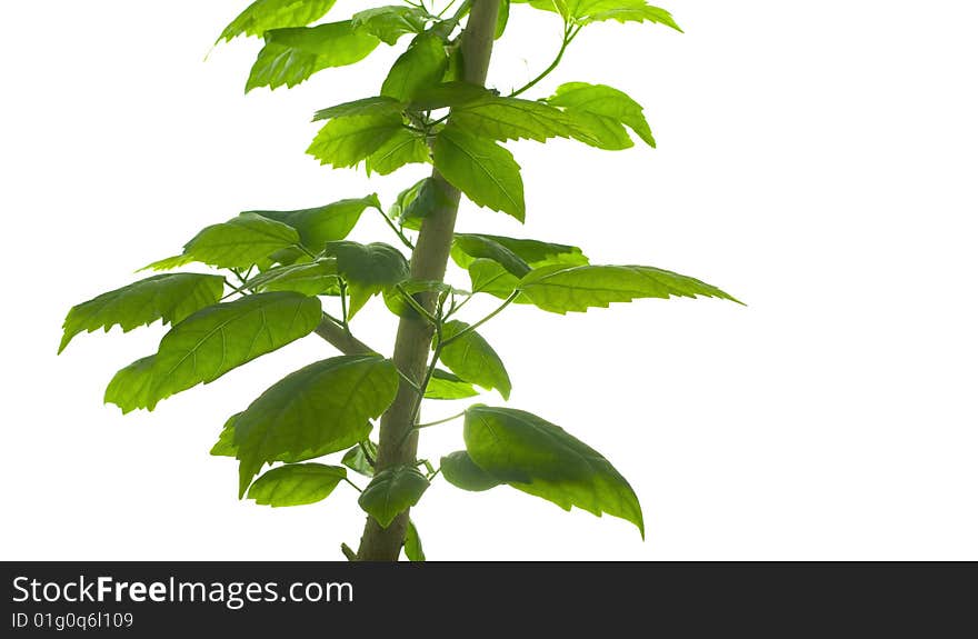 Green plant isolated on white