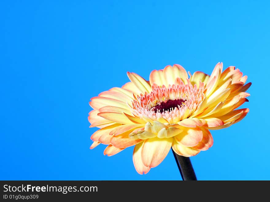 A Flower on a blue background. A Flower on a blue background