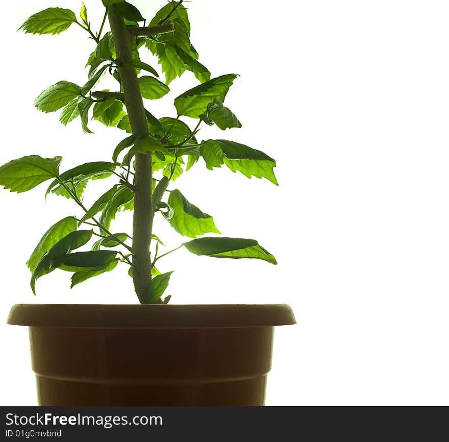 Green plant isolated on white