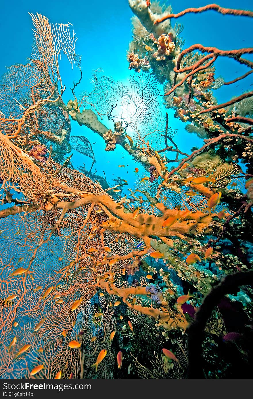 Coral, fish and ocean taken in the red sea.