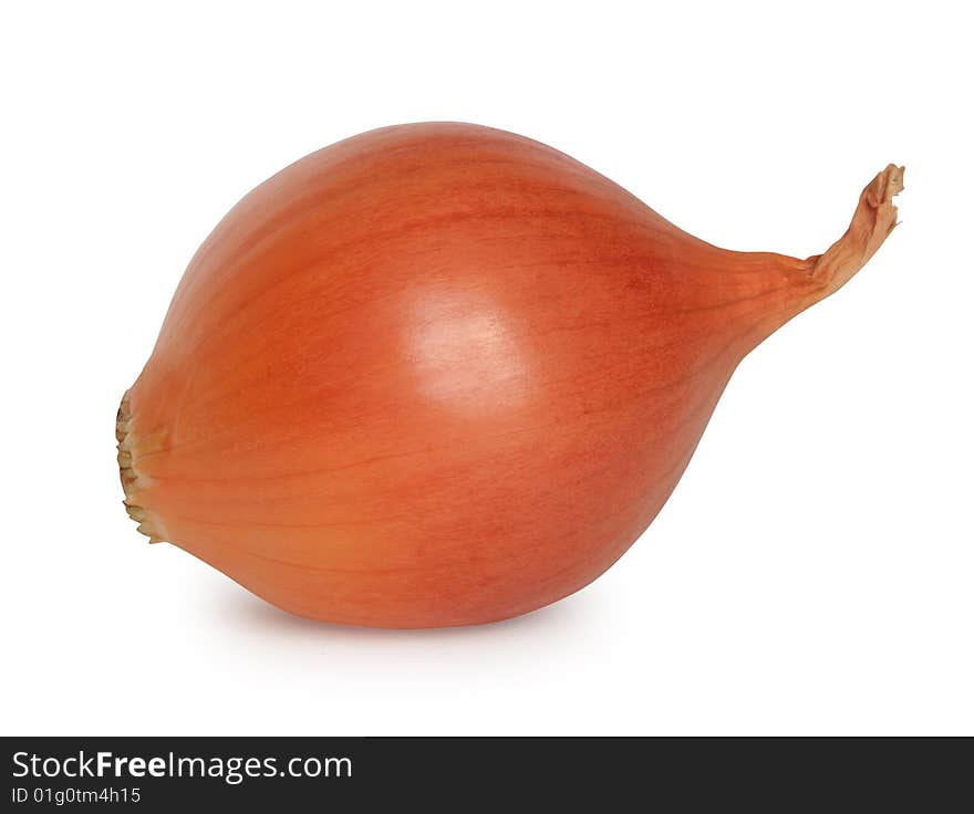 One onion on the white