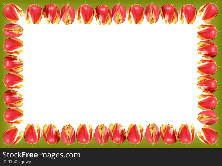 Decorative framework made of fresh tulips with a green border. Decorative framework made of fresh tulips with a green border