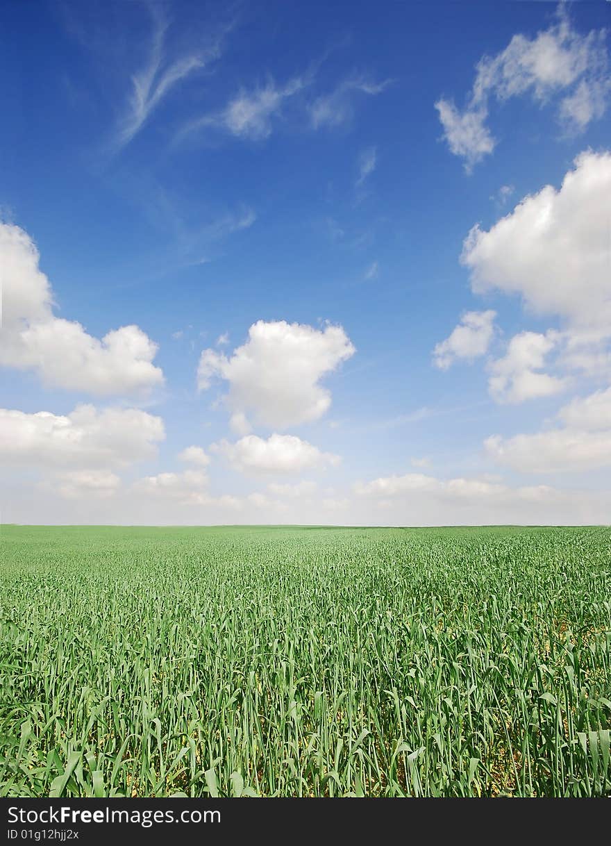 Beautiful green lush wheat field