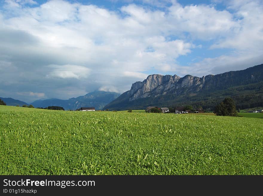 Alpine Grass