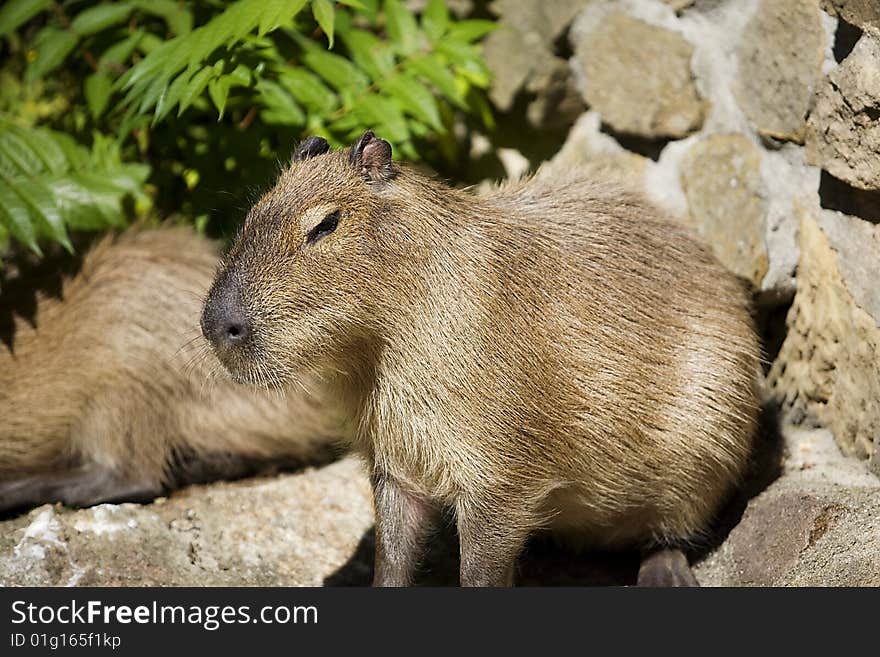 Capibara