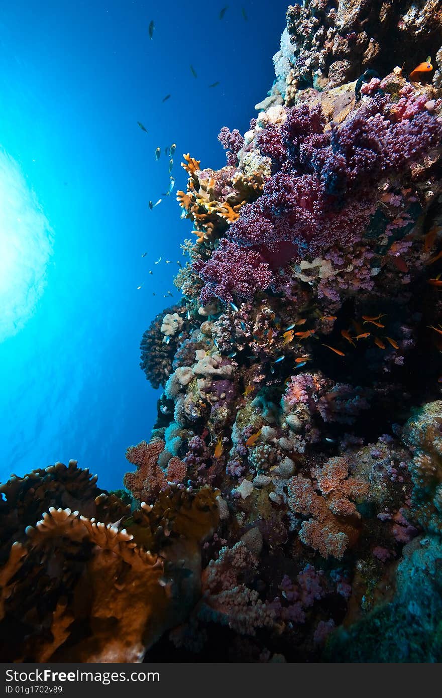 Coral and fish taken in the red sea.