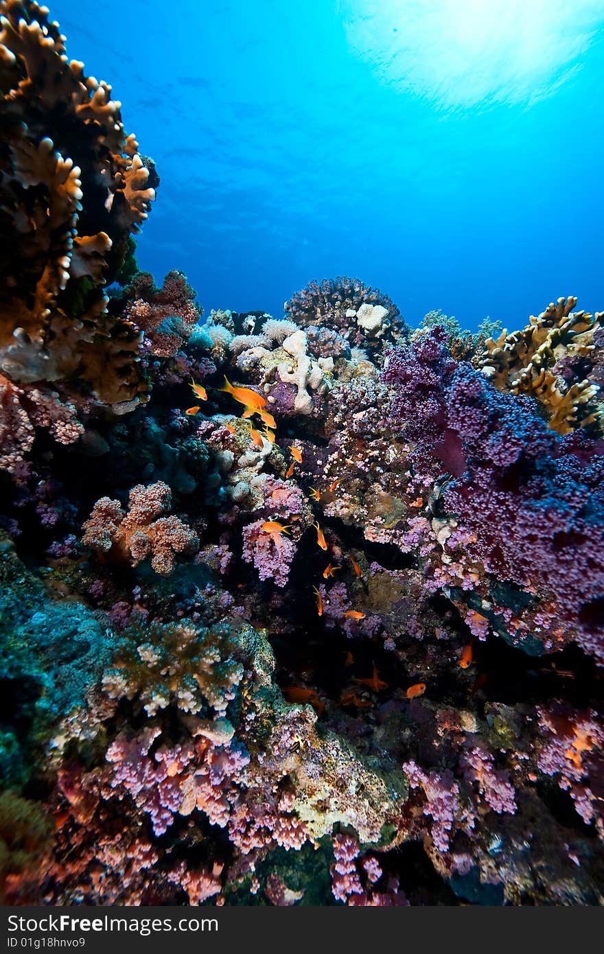 Coral and fish taken in the red sea.