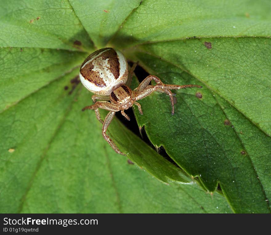 Spider sitting on green sheet. Macro. Spider sitting on green sheet. Macro.