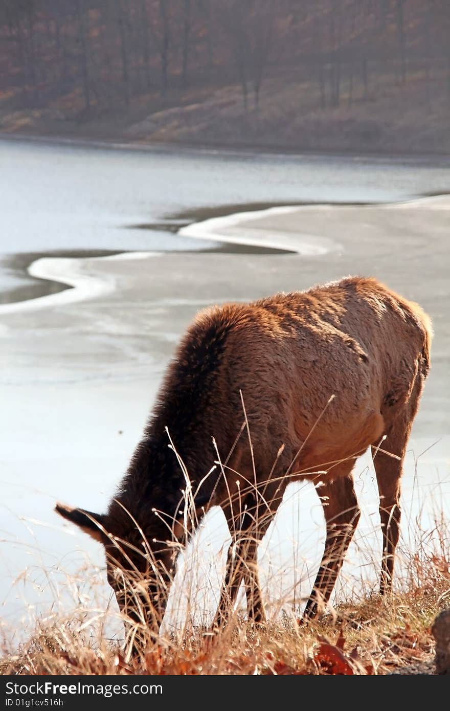 Cow elk feeding by frozen lake