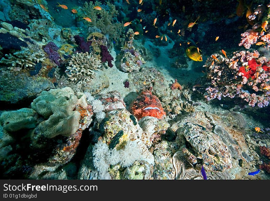 Couple Of Smallscale Scorpionfishes