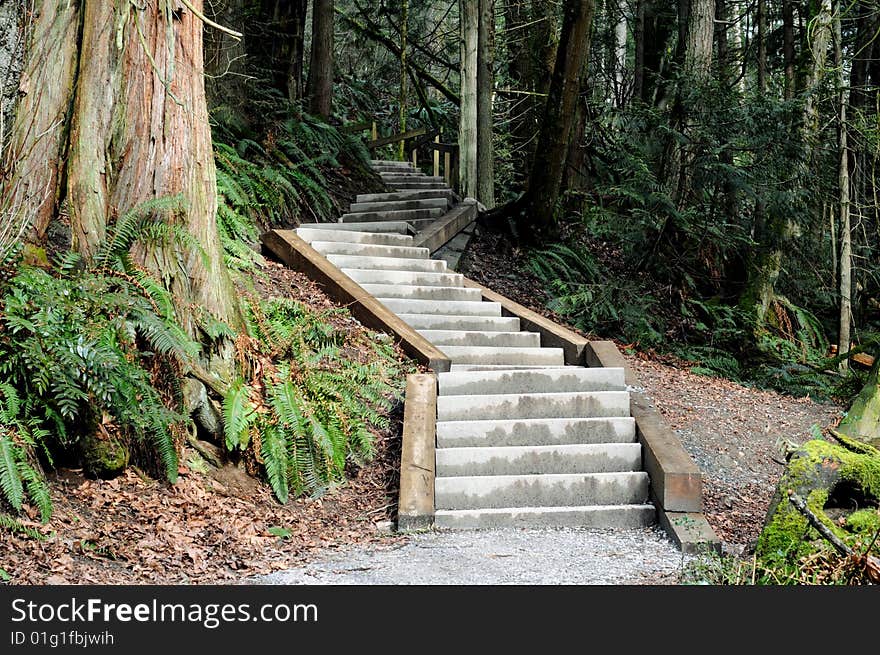 Concrete steps along the path of a woodland hiking trail. Concrete steps along the path of a woodland hiking trail