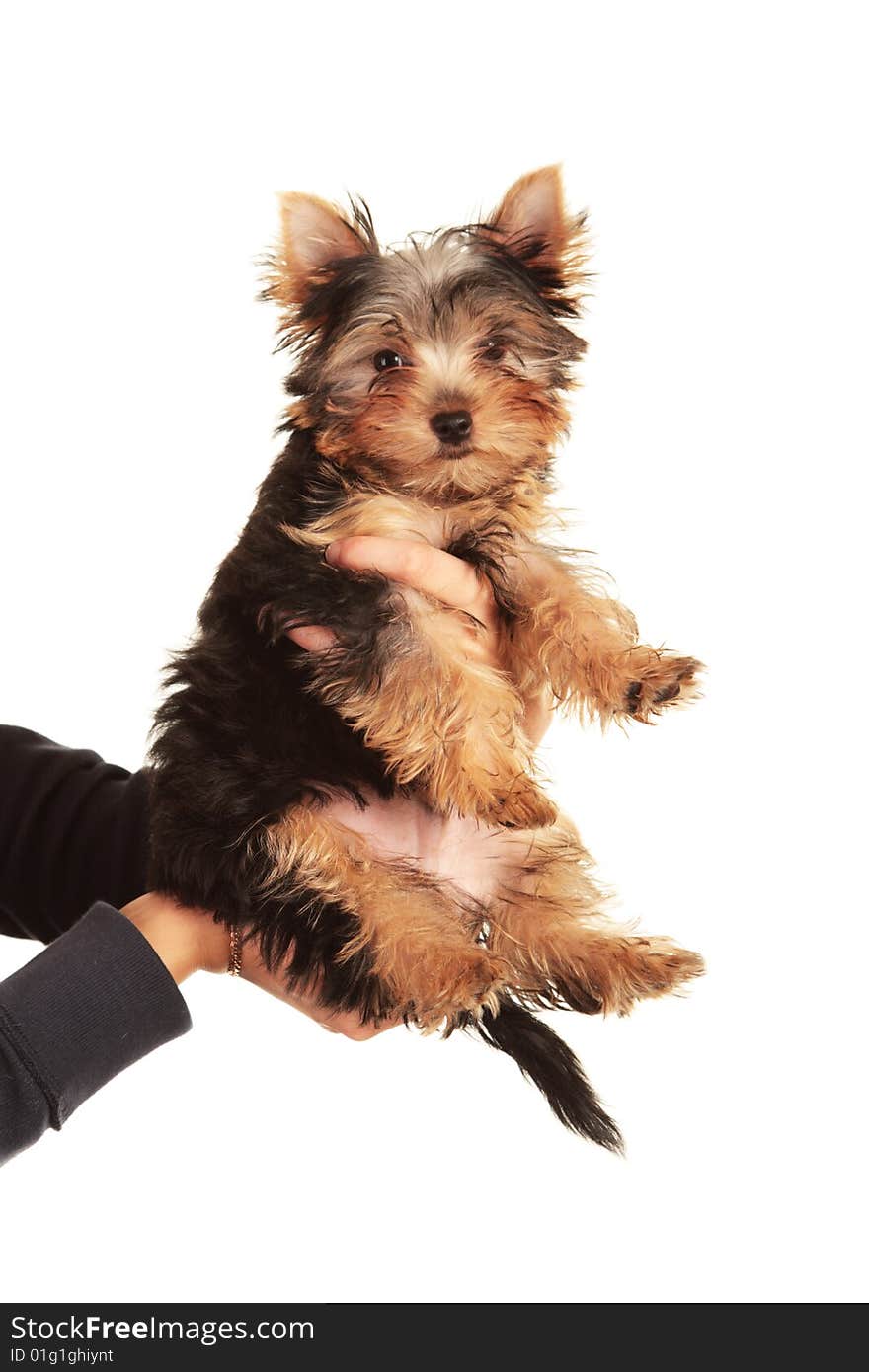 Yorkshire puppy isolated on white background